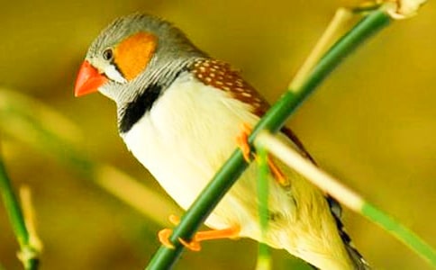 ����ϲ����������Сѧ������