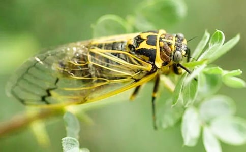 ֪��ѧ��Сѧ�Ķ�ѵ��