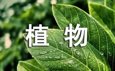 2022儿童谜语大全植物