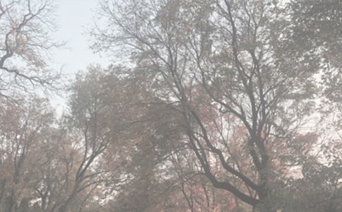 ֲ��԰��ѧ��ĵ���᡾��Ʒ6ƪ��