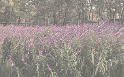 ѩ�е�ֲ��԰