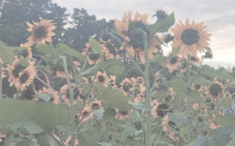 ���꼶ֲ��԰����