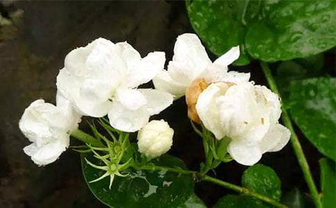 ��׵����򻨶����