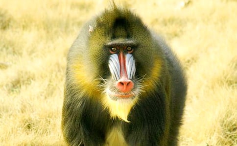 关于鳄鱼和狒狒的故事