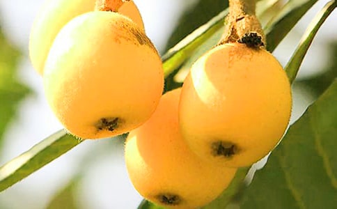 ��ժ��������