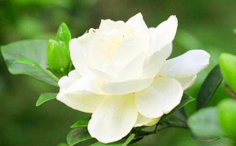 栀子花开的作文500字