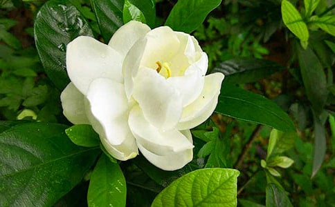 栀子花之爱_爸妈的爱作文