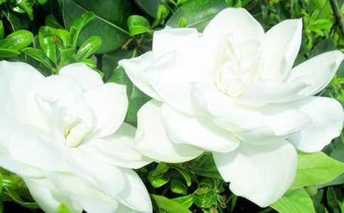 栀子花开花散文