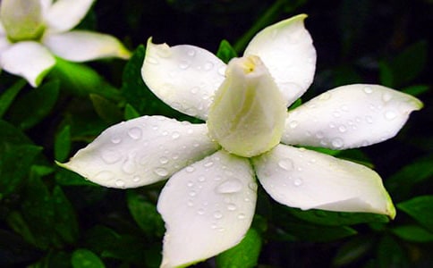 读《栀子花开》中《灯》一文有感400字