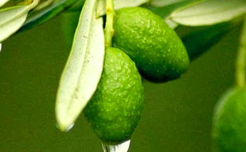 ������ľ���ɢ��