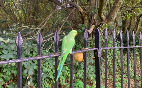 �������ı���