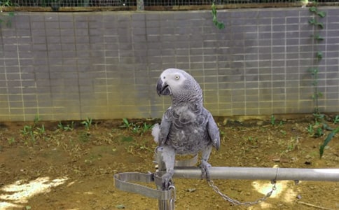 �ɰ���С�������꼶״������