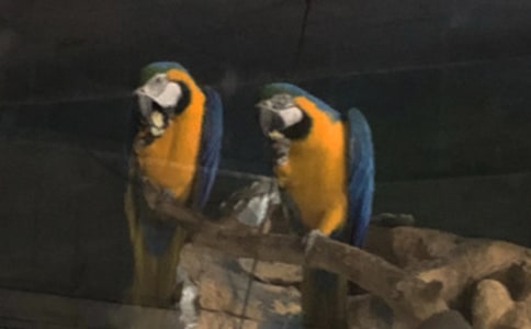 ���õ�С����