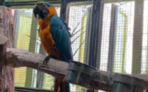 动物寓言故事:鹦鹉,停一下