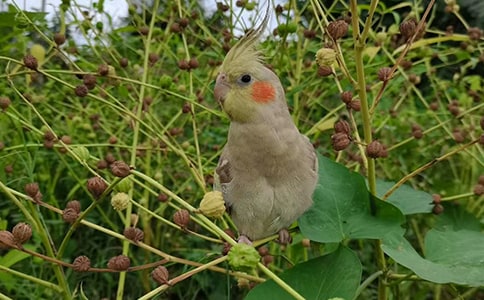 ����_������ʫԭ������������