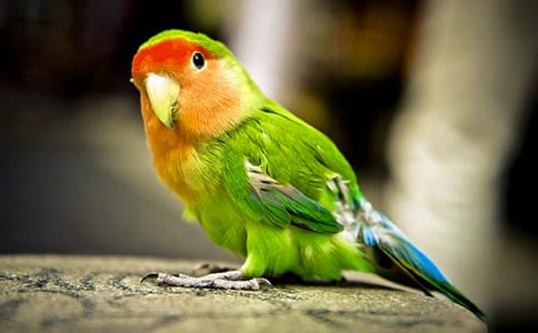 С��������