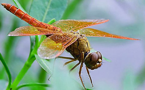 ��ѡ���꼶��������4ƪ