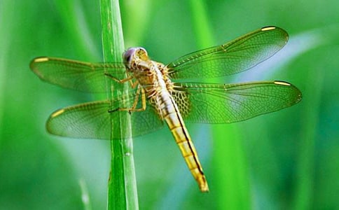 ɢ������������ˮ