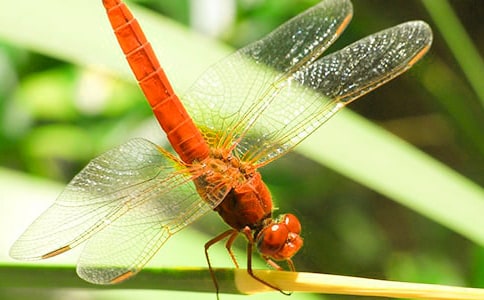 Сѧ���꼶���ŷ����ѡ��̰�