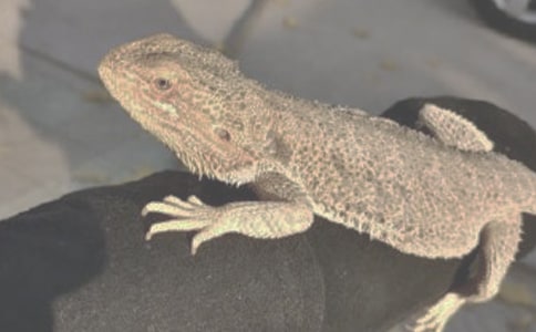 ��ʻ����滭������