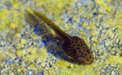 《小蝌蚪找妈妈》的课文原文