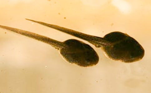 С���Сѧ����350��