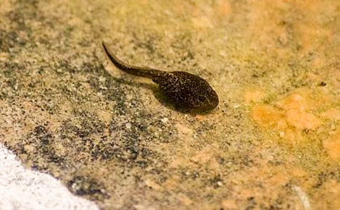 ���������ɢ��