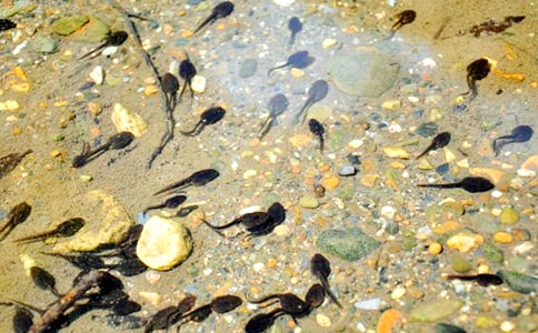 ׽�������