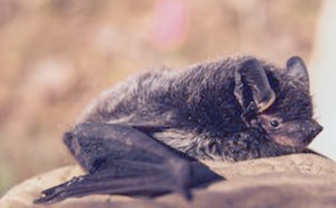 �������������꼶����