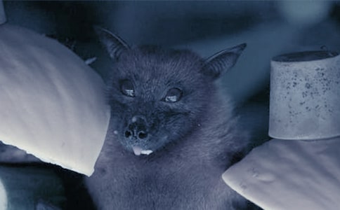 ���������Ѽ�ӵ�ͯ������