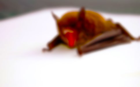 观《蝙蝠侠·黑暗骑士》有感范文