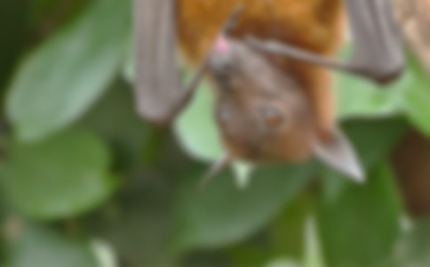 《蝙蝠和雷达》教案(通用12篇)