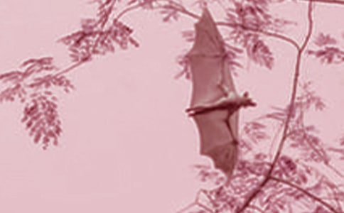 ��������״��ѧ������㡾11ƪ��