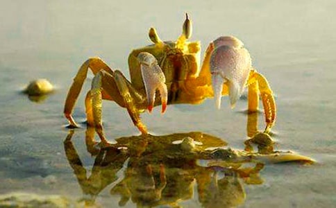 �μ��з��ʲô��˼