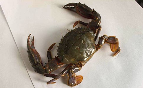 水墨画螃蟹说课稿