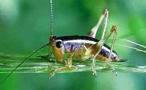 《蟋蟀的住宅》教案设计(通用10篇)