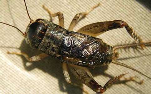 �����סլ������ԭ��