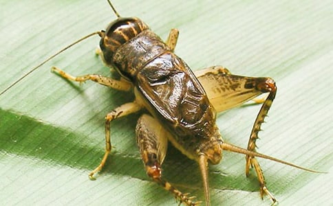 �˽̰����꼶�ϲᡶ���סլ������