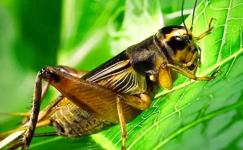 姜夔《齐天乐·蟋蟀》赏析 《齐天乐·蟋蟀》译文及鉴赏