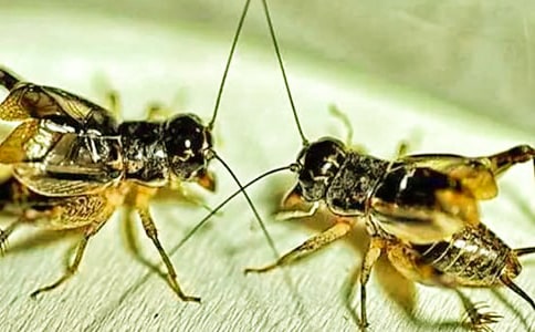 《蟋蟀出世记》阅读训练