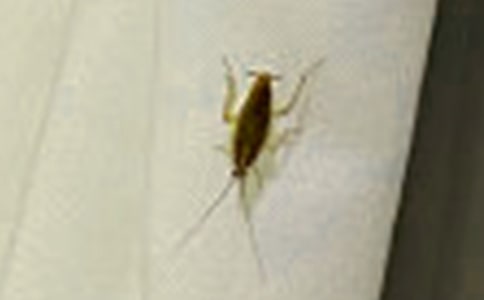 �μ��������ʲô��˼