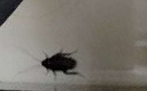 �μ�ץ�����ʲô��˼