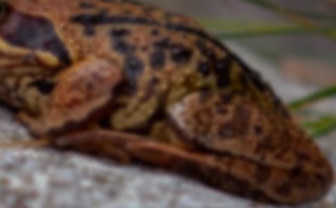 蛙和蟾蜍有什么分别?