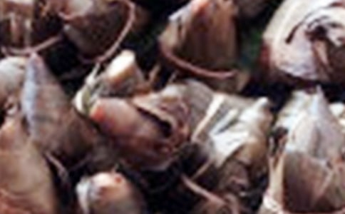 һ�������ӣ���һ������ζɢ��