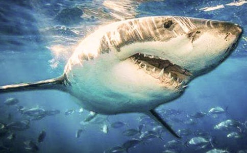 �����ʻ���ô��