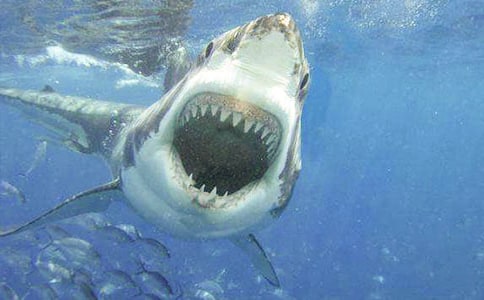 ��������Ĺ���