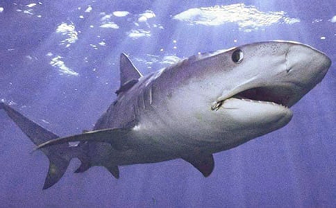 鲨鱼身上的沙哪里来的