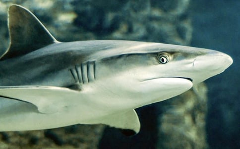 《鱼与鲨鱼》阅读理解