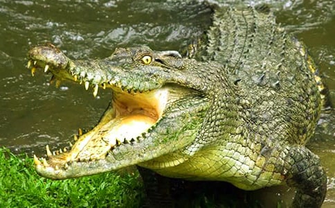 �������������Ъ����