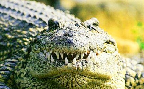门后有只大鳄鱼